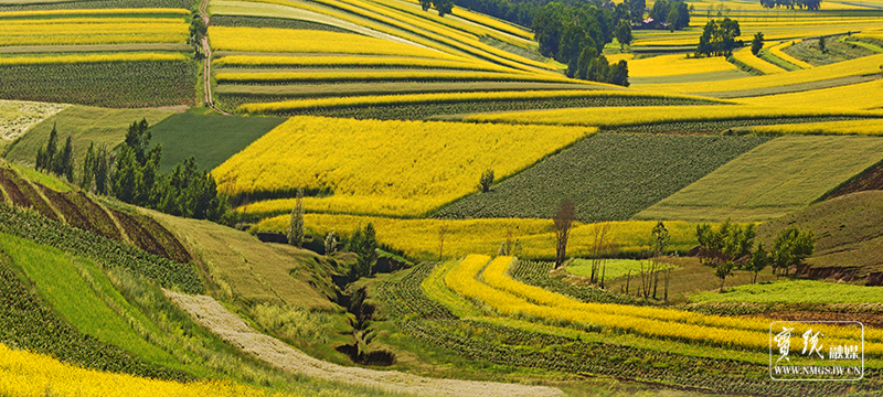 大地如画-哈乐油菜花-刘永生摄