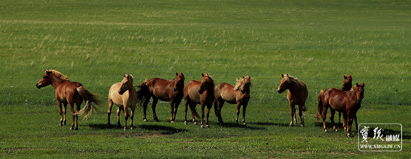 草原骏马-张华-18747983820