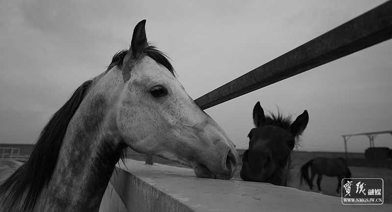 年鉴作品《恋》-张宏伟13948437166